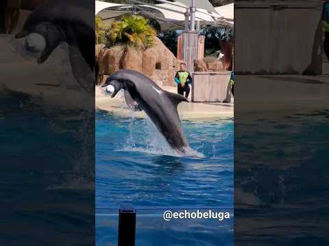 No dolphin plays buoy like Alejandro!