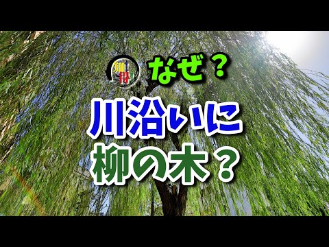 ◆知っ得◆雑学　川沿いになぜ？柳の木が植えられている？👻 　◆知っ得◆雑学