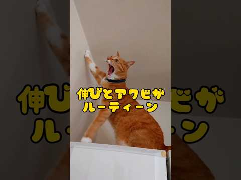 朝からマウントを取ってくる猫 #shorts #猫 #保護猫 #cat