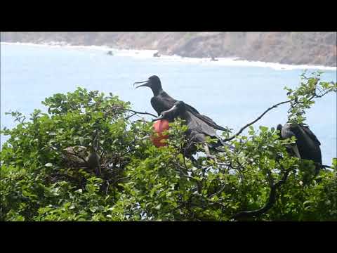 Conserving Grenadine Seabirds