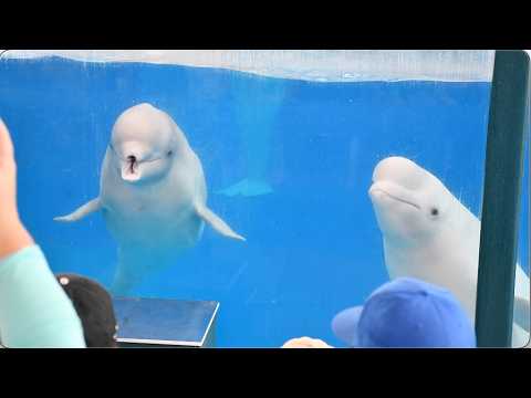 Ocean Discovery (Belugas and Dolphins) - SeaWorld San Antonio - August 12, 2024