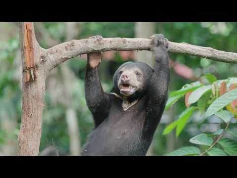 Endangered Sun Bears Released to the Jungle by Helicopter!