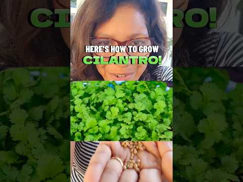 Fool-proof way to grow CILANTRO!