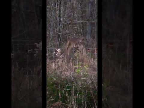 Whitetail buck jumping fence like it was nothing! | N1 Outdoors #hunting #deer #whitetails