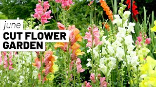 Cut flower garden tour - June 2022 🌻🌺 GroundedHavenHomestead