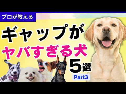 【驚愕】見た目と中身が違いすぎる犬５選、パート３