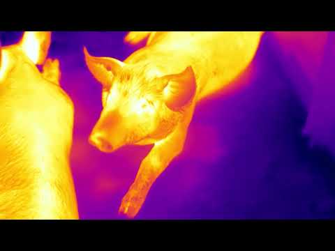 Stress free measurement of pig welfare via Thermal Imaging