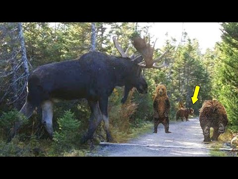 Mighty Moose: Epic Battles and Secrets of the Forest Giant