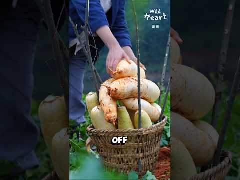 Turning Radishes into Tasty Snacks