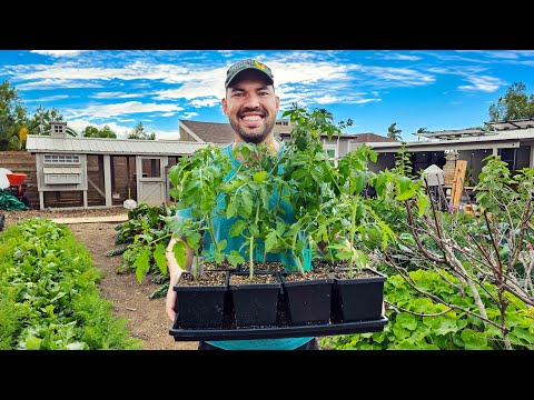 I Started My Tomatoes TOO Early...