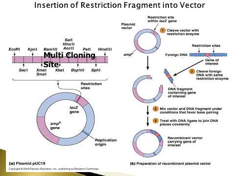 cloning vectors#CloningVectors #MolecularBiology #GeneticEngineering #Biotech  #ScienceEducation