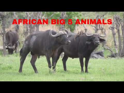 AFRICAN BIG 5 ANIMALS AND WHERE TO FIND THEM