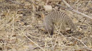 Banded mongoose Tanzania