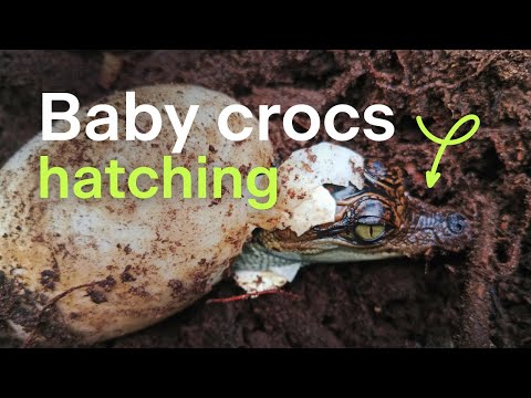 Baby crocodiles hatching - New hope for critically endangered Siamese crocodile