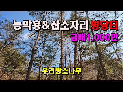 매매완료 첩첩산골의 농막용&산소자리 남향의명당터/급매1,000만원/78평/정선부동산매매/정선토지매매/수목장