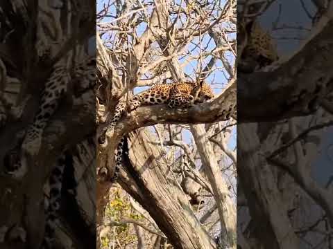 "Leopard’s Morning Serenity at Mudumalai Tiger Reserve: A Glimpse into India's Rich Biodiversity