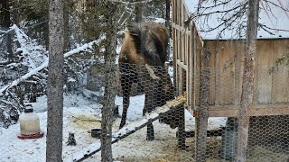 When Moose ATTACK! The largest chicken in Alaska!