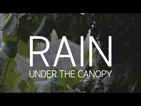 RAIN | 1 HOUR AMBIENCE, RELAXATION, DEEP FOCUS, STUDY, SLEEP, ASMR