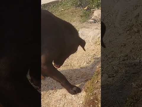 Jeev he partmatma hai #shiv #tungnath #kedarnath #dog #mahadev #bhagwan #uttarakhand