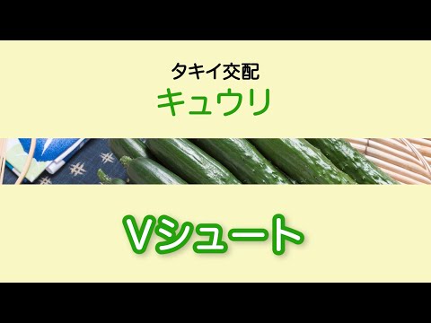 【野菜】「品種解説」キュウリ　タキイ交配『Vシュート』