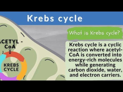 kreb cycle #carbonmetabolism #bsc3year#5thsemester #metabolism #creb cycle in detail......