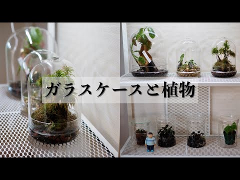 【観葉植物＆水草】テラリウム専用棚の紹介｜DAISOのガラスケース