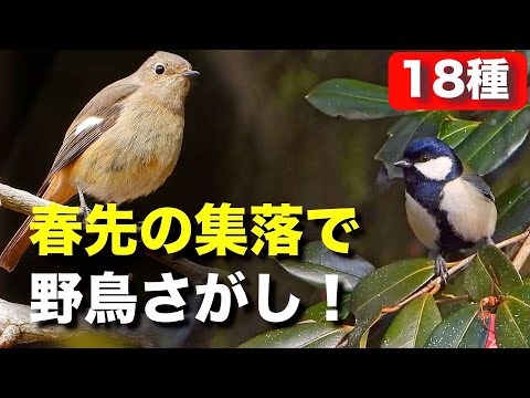 野鳥の生活を覗いてみよう！お昼は〇〇をしている？