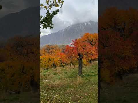 Autumn Vibes Skardu, Hunza Gilgit Baltistan #trending #youtubeshorts #autumn #viral #pakistan #love