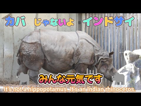 カバじゃないよインドサイ　🦏みんな元気です🦏（東山動植物園）It's not a hippopotamus. It's an Indian rhinoceros.