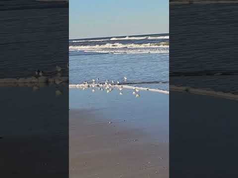 Sanderlings, Wading Birds,Quick Little Shorebirds , Ocean waves Florida beach