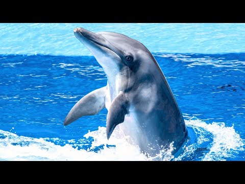 Dolphins Unity and Intelligence in Nature's Classroom