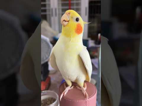 Adorable Cockatiel Jerry's Cute Chirps 🥰🦜 #cockatielscraze #birdscharm #cockatiel