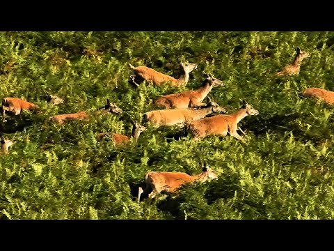 RED DEER RUT 2021 👀 Hinds from Marshes & Uplands await returning Stags