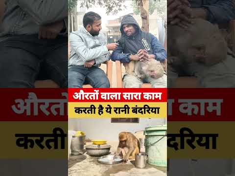 रोटी बनाना बर्तन धोना औरतों वाला सारा काम करती है ये बंदरिया।monkey rani