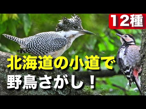 ヤマセミと再会！野鳥たちの美しい世界～