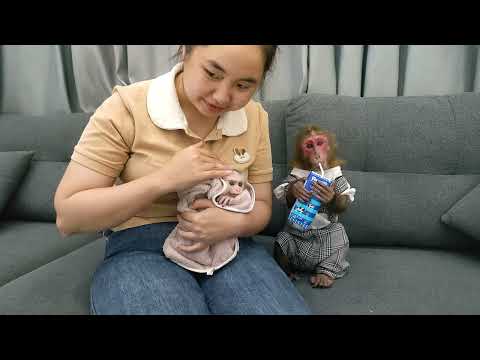 The first days of adopting and caring for poor abandoned monkey