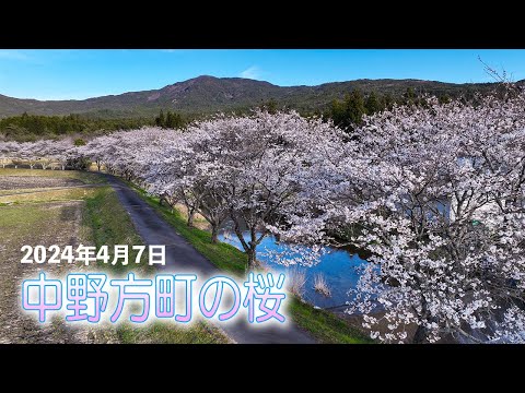 中野方町の桜たち 2024年4月7日