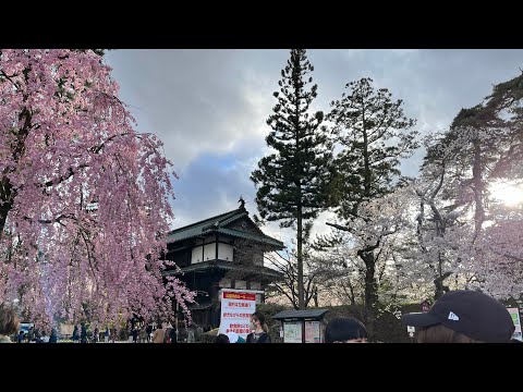 2023年4月15日弘前公園桜まつり