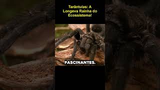 Tarântulas: A Longeva Rainha do Ecossistema! #NaturezaIncrível #CuriosidadesAnimais