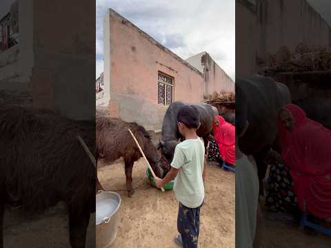 Village #village #vlog #marwad #rajasthan # ऐसा क्या कर रहे हैं