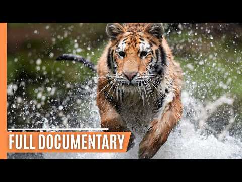 Predator Power - Exploring the Habitats of Earth’s Fiercest Felines | Full Documentary