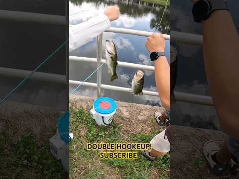 DOUBLE HOOKUP! [SUBSCRIBE] #fishing #largemouthbass #outdoors #florida #freshwater #trending