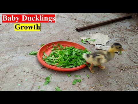 Duck Growth Video | Duckling Growing,Feeding Activities | Birds and Animals Planet