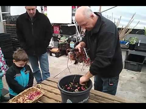 Oca at Edible Forest Gardens