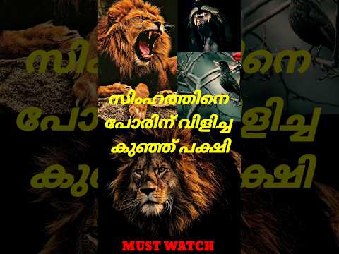 സിംഹത്തിനെ പോരിന് വിളിച്ച പക്ഷിരാജൻ #shorts #shortsfeed #shortsvideo #lion #birds