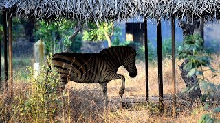 Chennai: Vandalur zoo ensures animals stay cool in summer