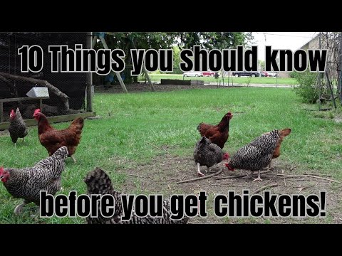 10 things to know before you get chickens!