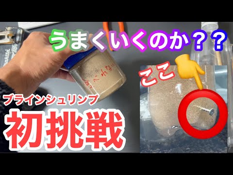 (メダカ)冬らしくなってきた！初めてのブラインシュリンプうまくいくのか？？