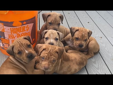 The worlds rarest colored pit bull puppies