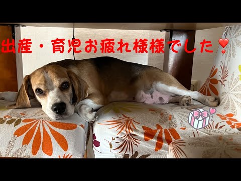 [ビーグル]生後14日目の子犬と子犬達が巣立ちした後のママ犬の様子(コマ、ルビー)